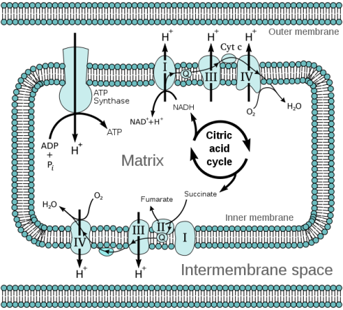 mitochondrial_electron_transport_chain_wiki_pd